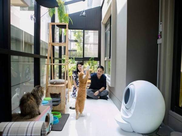 Pemilik bermain dengan kucing di rumah tersebut. - Foto Facebook DataKitt Cattery