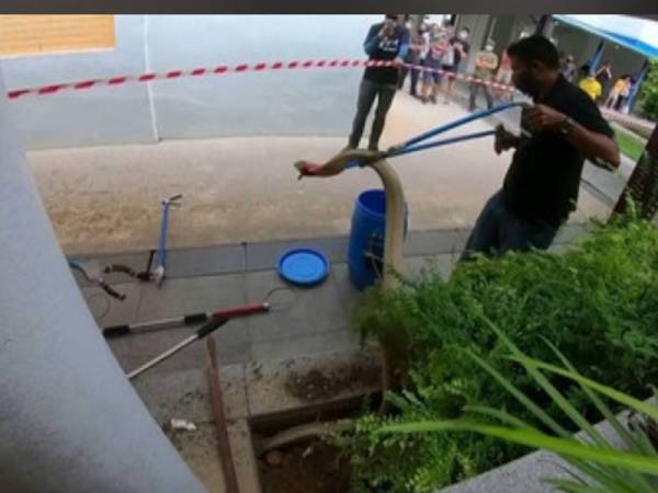 King Cobra ditemui di stesen kereta api di sini. - Foto Reuters