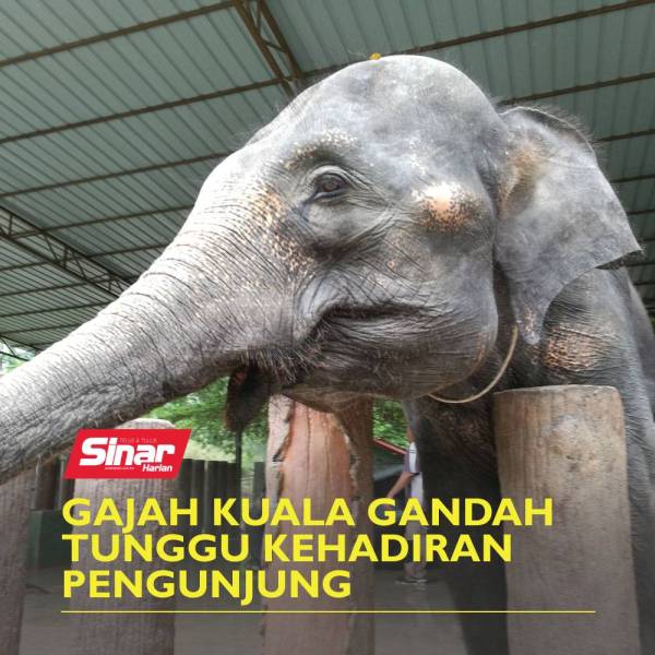 TEMPLATE-COVER-VIDEOgajah