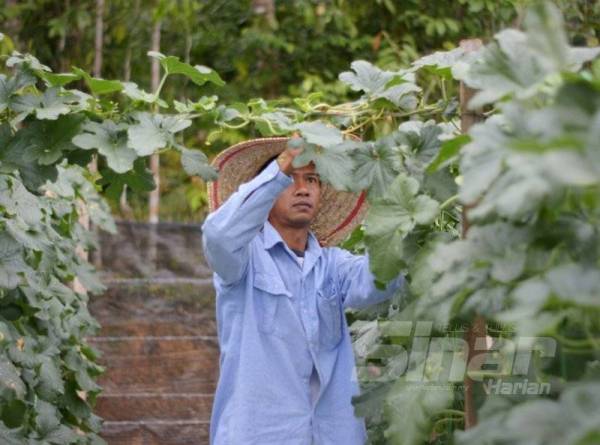 Pembangunan sektor pertanian menjadi lebih holistik apabila kita menilai keseluruhan rantaian pertanian. Gambar hiasan.