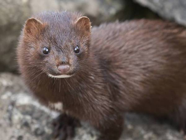 Pengarah Institut untuk Kesihatan (RIVM), Jaap van Dissel mendakwa penyebaran daripada cerpelai kepada manusia secara praktikalnya adalah unik memandangkan beberapa kucing dan haiwan lain dijangkiti daripada manusia.