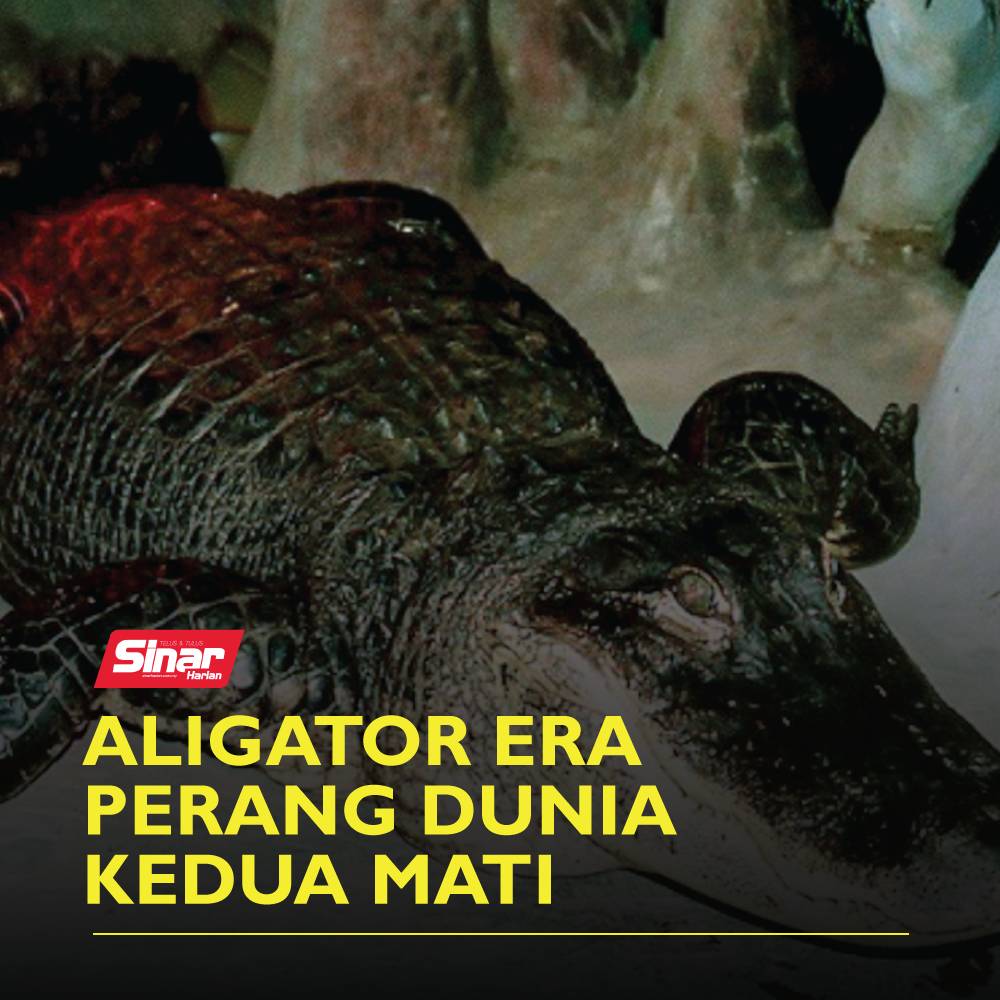 TEMPLATE-COVER-VIDEO