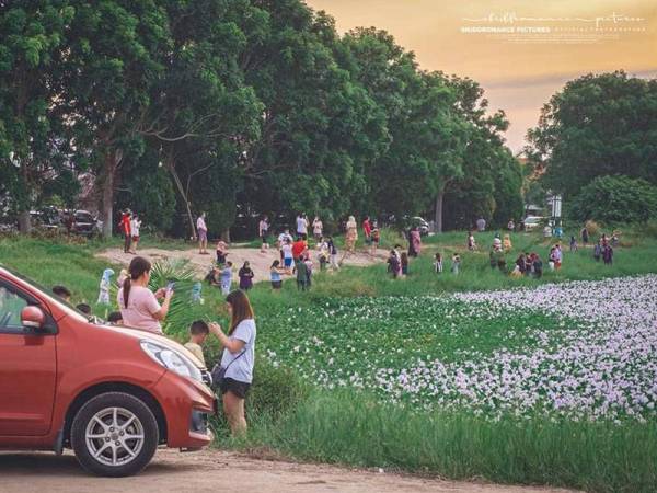 Keindahan lokasi berkenaan dipenuhi bunga mekar mencuri perhatian ramai. - Foto Facebook Skiddromance Picture
