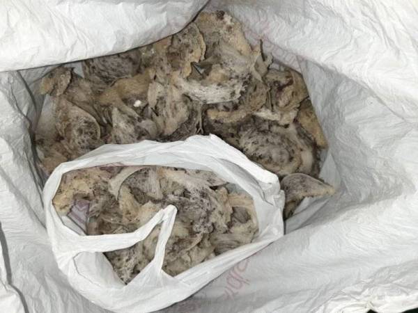 Sarang burung walit yang dirampas.