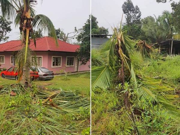 Antara tanaman penduduk yang dirosakkan gajah liar yang menceroboh masuk kawasan kampung.