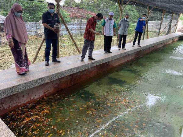 Che Abdullah (tiga kiri), memberi makan ikan Kelah dan ikan Koi yang diternak oleh Ab Aziz Al Safi di kediamannya di Pasir Tumboh hari ini.