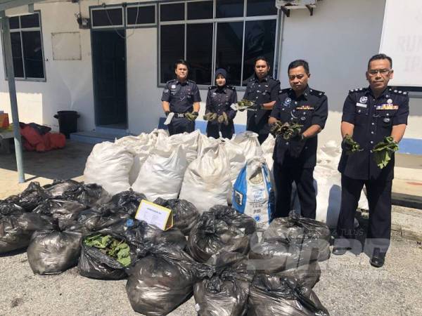 Samsulmuddin (dua, kanan) bersama barisan anggota dan pegawai dari BSJN Bachok menunjukkan rampasan daun ketum seberat 797 kg yang bernilai RM19,175 daripada empat lelaki di tepi jalan di Tawang, Bachok.