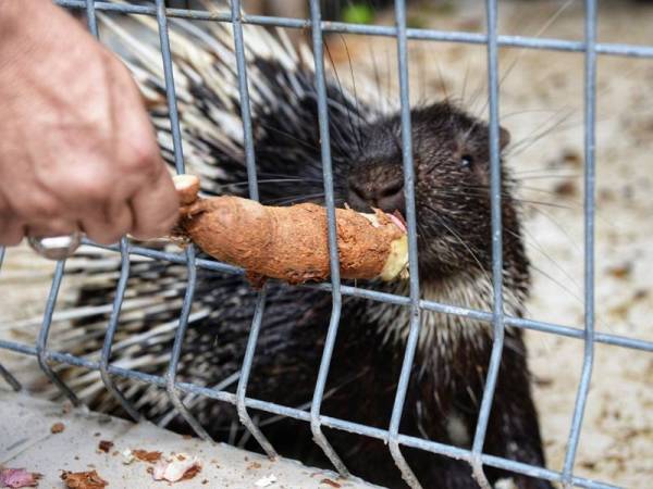Hanya makanan yang berkualiti tinggi diberi kepada landak ternakannya.