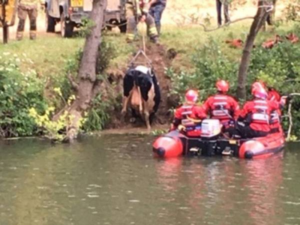 Seekor lembu yang diselamatkan anggota bomba berhampiran bandar Bath pada Jumaat lalu. - Foto Bomba Avon