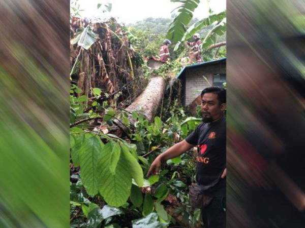 Pokok ketapang berusia lebih 80 tahun menghempap tiga buah menyebabkannya rosak teruk.