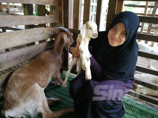 Maisarah menunjukkan anak kambing yang baru dilahirkan.