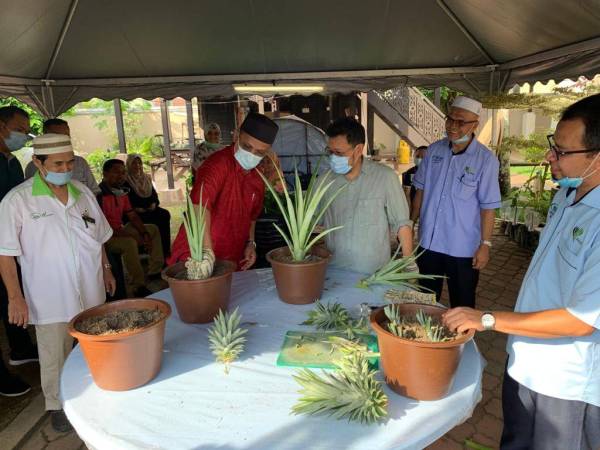 Che Abdullah (tiga dari kanan) melihat Rusli menanam pokok nanas di dalam pasu yang disediakan.