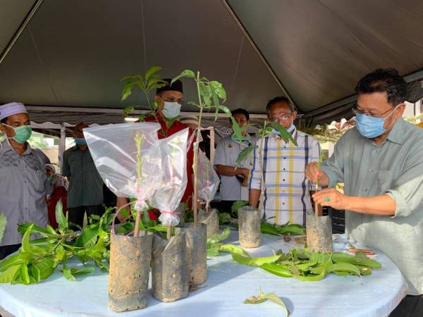 Che Abdullah turut menunjukkan kebolehan membuat teknik cantuman tanaman mangga.