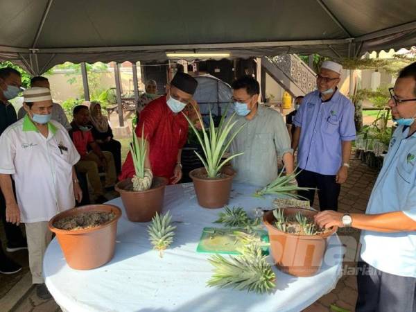 Che Abdullah (tiga dari kanan) melihat Rusli menanam pokok nanas di dalam pasu yang disediakan.