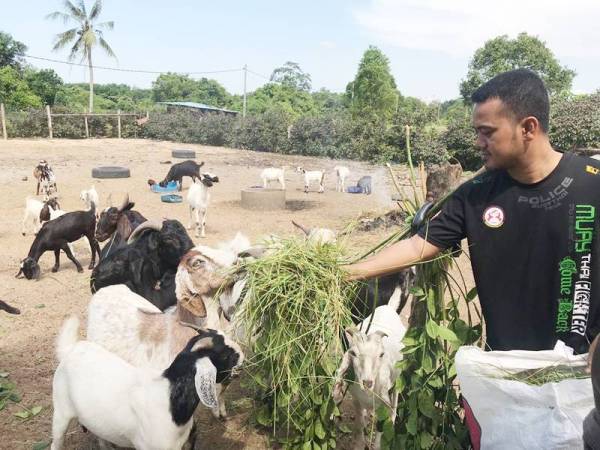 'Aku penggembala kambing'