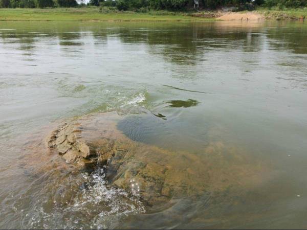Sebahagian daripada struktur kuil berusia hampir 500 tahun yang boleh dilihat di permukaan Sungai Mahanadi, Bhubaneswar, India baru-baru ini