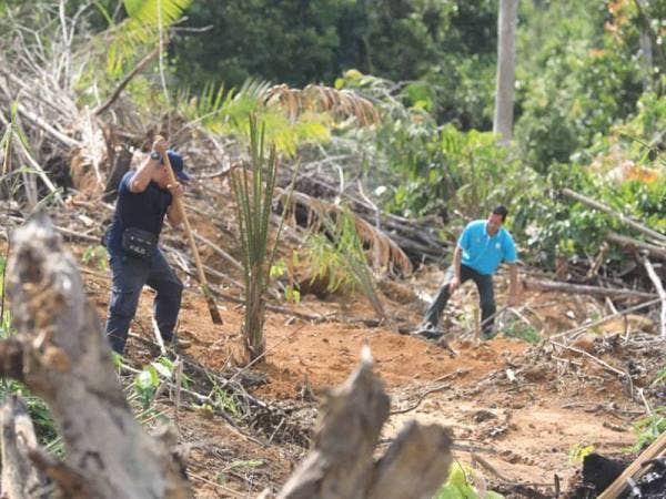 Kakitangan JPNP memusnahkan tanaman kelapa sawit pada Operasi Tebas di Hutan Simpan Berkelah semalam. -FOTO: IHSAN JPNP