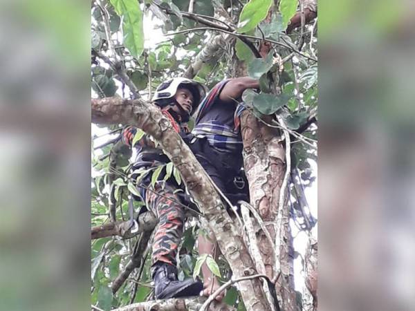 Anggota bomba berusaha membawa turun mangsa yang terlekat di atas pokok jering pagi tadi. Foto: Ehsan Bomba
