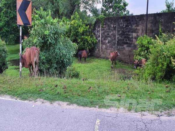 Lembu-lembu yang dianggarkan bernilai RM42,000 diseludup masuk dengan menaiki perahu menyeberangi Sungai Golok dari Thailand ke Malaysia untuk pasaran di Kelantan. 