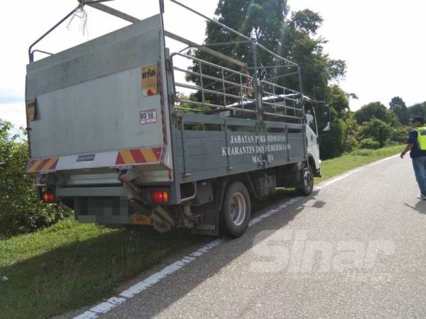 Tujuh ekor lembu yang diseludup dirampas polis dan diserahkan kepada Maqis. 