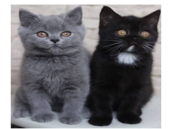 Prada dan Phoenix merupakan anak kepada Narnia.