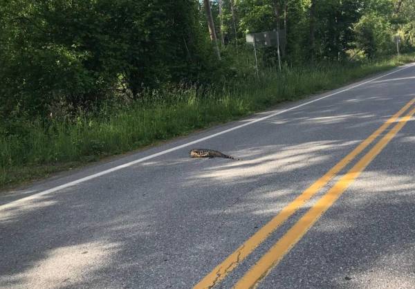 Seekor cicak gergasi berkeliaran di sebatang jalan raya di Vermont, Amerika Syarikat baru-baru ini. - Foto
Facebook