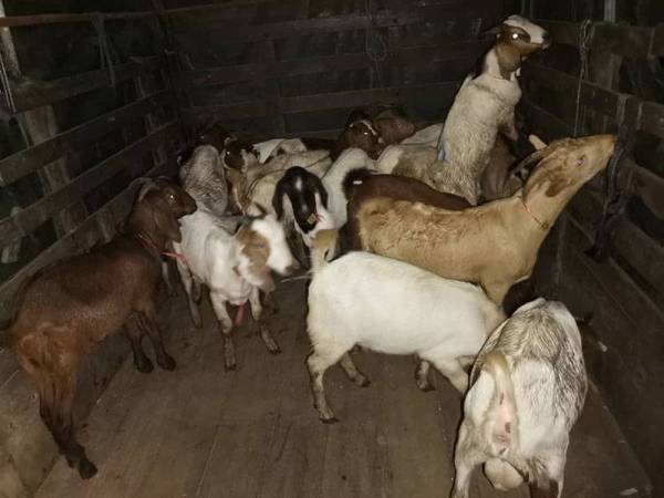 Sejumlah 20 ekor kambing jantan yang bernilai RM24,000 dipercayai diseludup dari Thailand berada di bahagian bekalang lori ini.