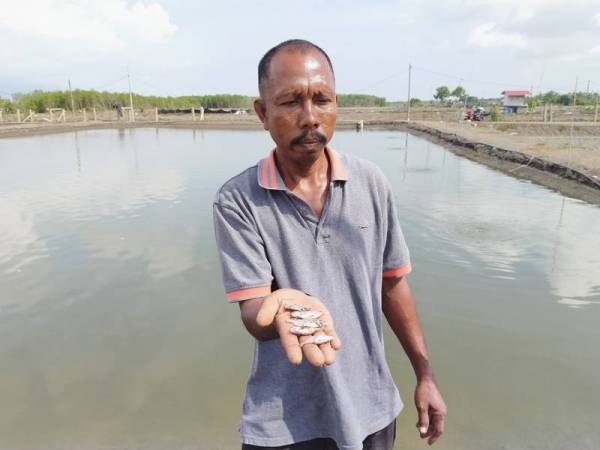 Mohd Halizi menunjukkan benih ikan merah yang mati kerana kesan daripada penggunaan air laut yang tercemar di Kuala Kerpan di sini.