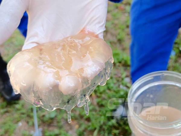 Obor-obor ini daripada spesies biasa, namun ia tetap mampu mengancam keselamatan dan kesihatan pengunjung sekiranya terkena sengatan hidupan laut itu.