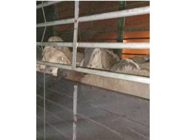 PGA Batalion 7 Kuantan merampas 50 ekor biri-biri seludup yang dipercayai untuk tujuan aqiqah dan Hari Raya Aidiladha selepas menahan sebuah lori di Kampung Gual Pasir.