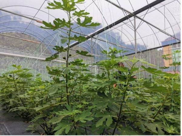 Penanaman buah tin kaedah rumah hijau tidak memerlukan kawasan yang luas.