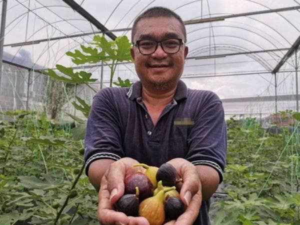 Ban Chuan menunjukkan hasil yang diperoleh selepas ditanam Februari lalu.