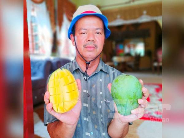 Harumanis ini baunya harum dan manis 'leting' sebagaimana yang ada di Perlis.