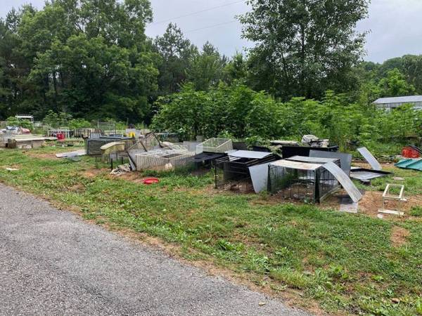 Polis turut menjumpai beberapa pokok ganja ditanam di kediaman tersebut selain lebih daripada 100 haiwan.