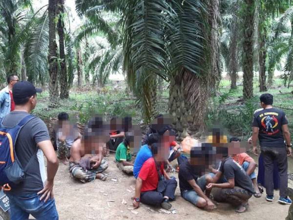 Polis gempur Port Belakang Polisko di ladang kelapa sawit Felda Lui Selatan 1 semalam.