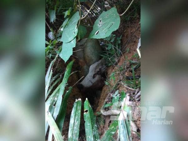 Sisa lembu curi yang dibuang lapan lelaki termasuk anggota ATM dan polis bantuan yang mencuri di beberapa daerah di Johor.