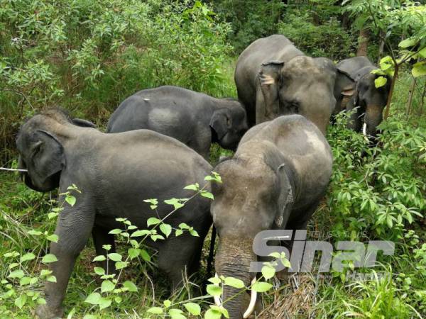 Antara gajah yang terdapat di KECV.
