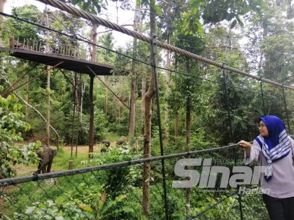 Pengunjung boleh melalui jambatan gantung sambil melihat kawanan gajah.