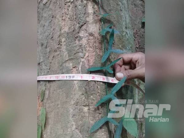 Ukur lilit pokok durian melebihi 13 kaki.