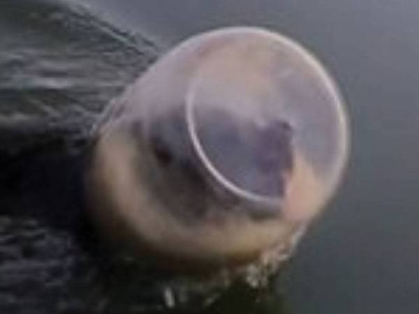 Seekor anak beruang berjaya diselamatkan setelah kepala tersangkut pada balang plastik di sebuah tasik.