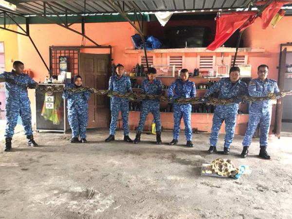 Mohd Zabri (kanan) dan anggota APM Marang bersama ular sawa batik seberat kira-kira 100 kg dan 50 biji telur yang berjaya ditangkap. FOTO: Ihsan APM Marang
