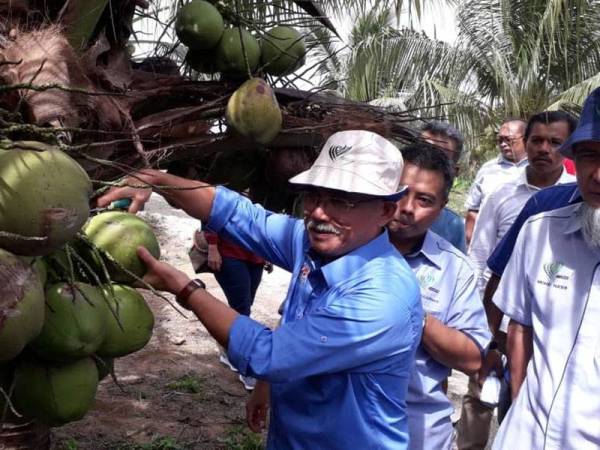 Ronald (kiri) meninjau tanaman kelapa yang dijadikan kajian keberkesanan IPM sempena Program Walkabout dan Perasmian Showroom IPM di Taman Pertanian Johor, Pasir Gudang semalam.