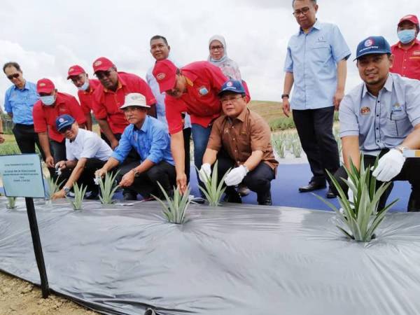 Ronald (duduk, dua dari kiri) menaman nanas sebagai simbolik perasmian Melita Hut.