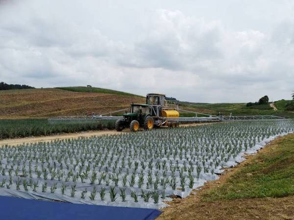 Aktiviti membaja nanas menggunakan boom sprayer di Kulim Pineapple Farm, Ulu Tiram.