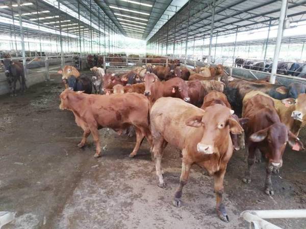 Lembu yang diternak di ladang PPM Jalan Kluang-Mersing.