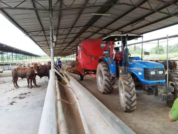 Proses memberi makan kepada lembu ternakan menggunakan jentera khas di ladang PPM Jalan Kluang-Mersing.