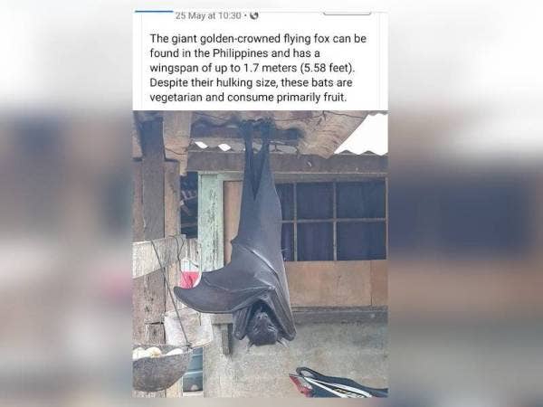 Inilah gambar kelawar gergasi yang menajdi popular di internet. - Foto Twitter