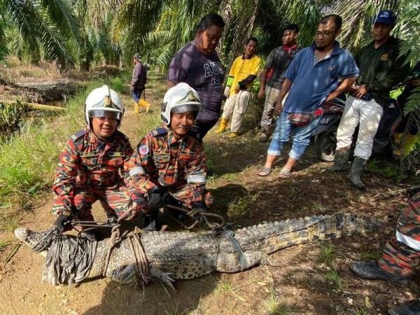 Anggota bomba dan penyelamat mengangkat buaya yang berjaya diikat di Kampung Linau Kecil Laut, Batu Pahat petang tadi.