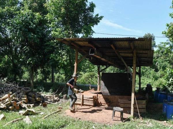 Muhd Dzaqwan mengangkat batang kayu untuk dimasukkan ke dalam lubang khas untuk proses membakar di Kampung Kuala Menjing dekat Kuala Berang.