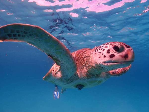 Penyu yang popular dengan nama Jojo ini sering menjadi tumpuan.